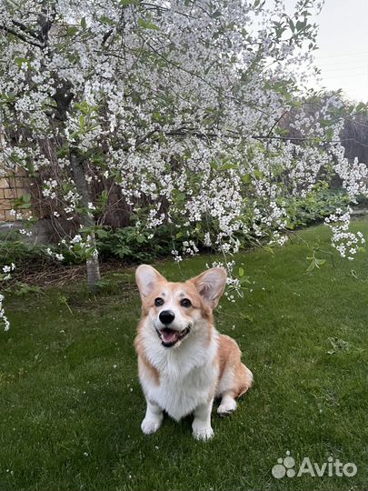 Передержка домашних животных