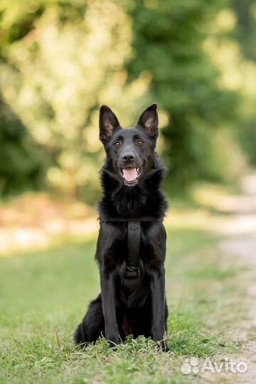 Черныш в добрые руки