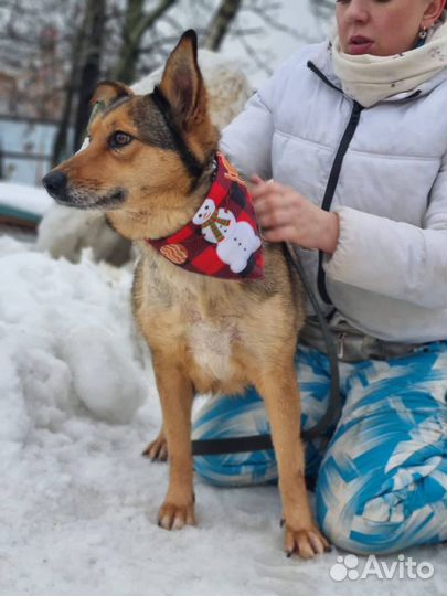 Ася, собака из приюта в добрые руки