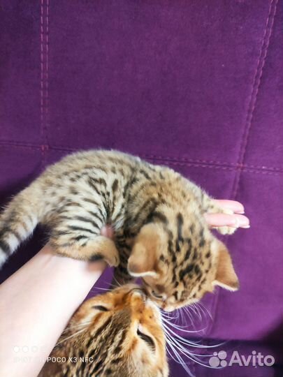 Бенгальская