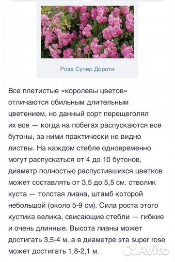 Розы плетистые чайно-гибридные