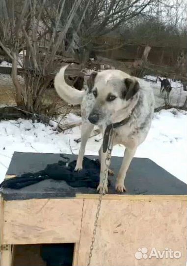 Собака ищет дом