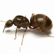 Lasius niger (чёрный садовый муравей), Санкт-Петербург