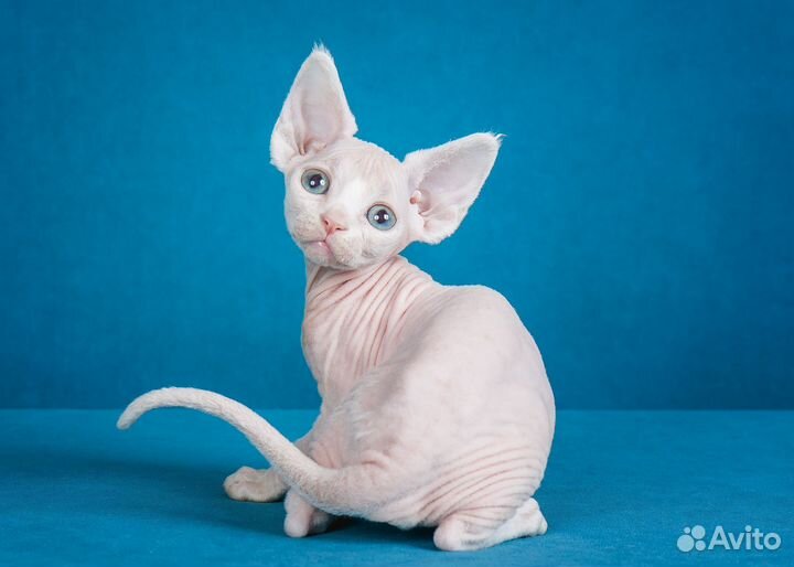 Котенок девон рекс