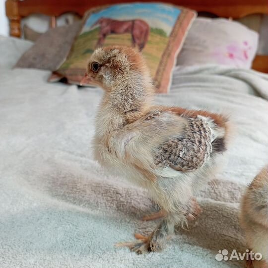 Брама куропатчатая