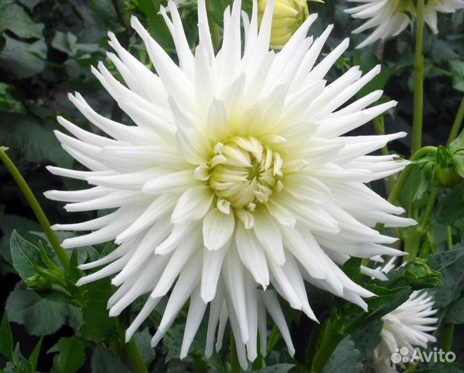 Георгины клубни