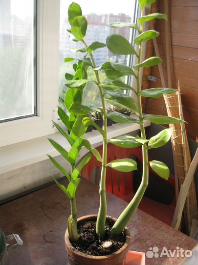 Замиокулькас(Долларовое дерево)