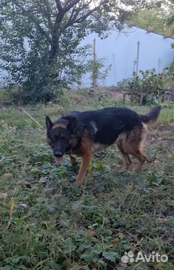 Немецкая овчарка