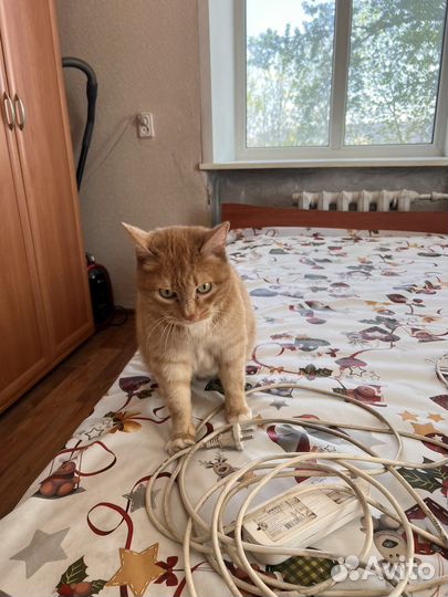 Отдам кота в добрые руки