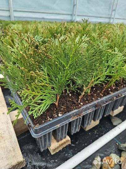 Туя смарагд черенки