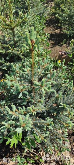 Ель голубая