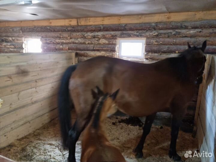 Постой для лошадей