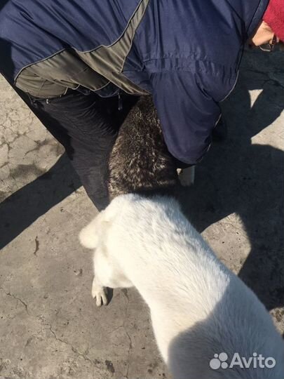 Вязка:сибирский хаски