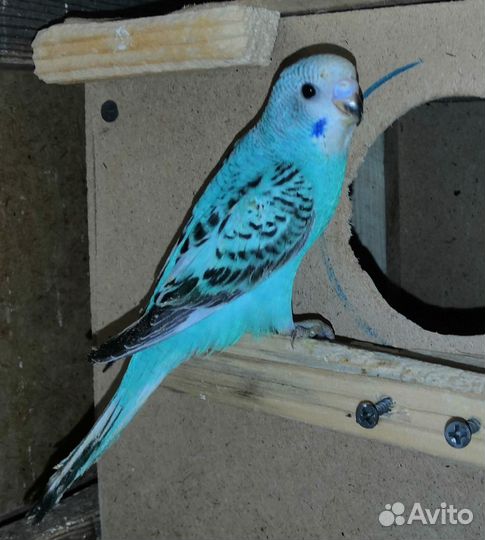 Волнистые попугаи из гнезда