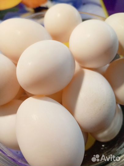 Яйцо утки домашнее