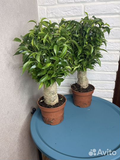 Фикус бенджамина комнатные цветы