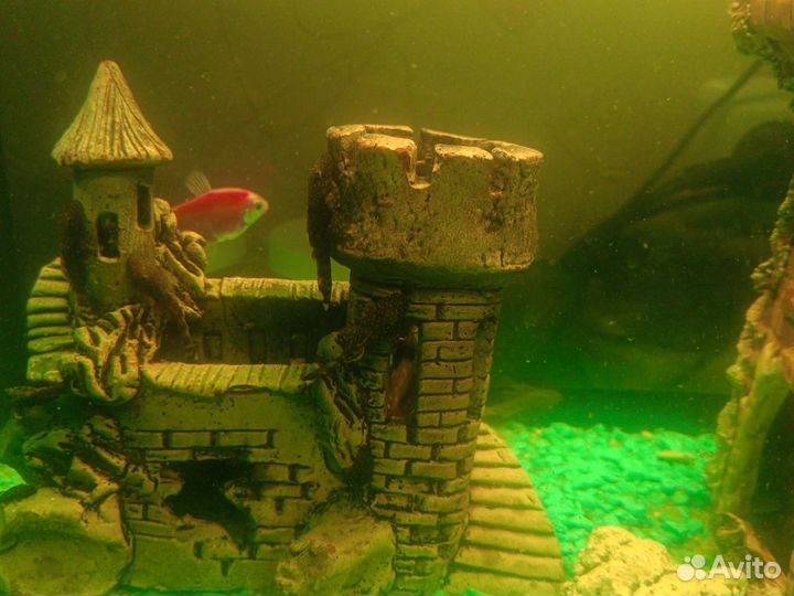 Сомики анциструсы