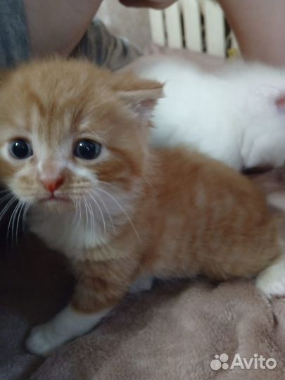 Котики бесплатно