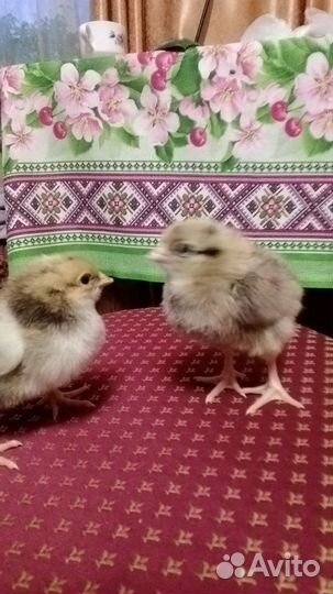 Цыплята Кучинские, Черная Московская, Амеруканы