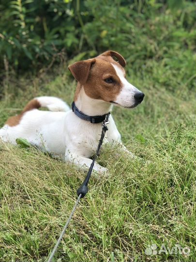 Передержка собак