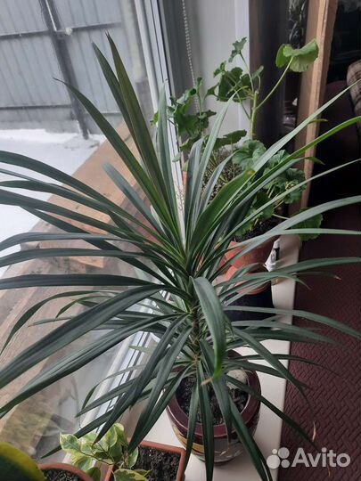 Цветок детка от этого красавчика