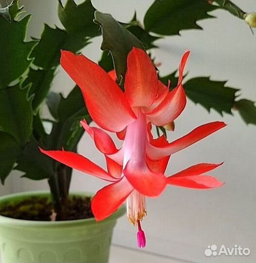 Декабрист шлюмбергера ярко-красный