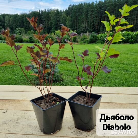 Пузыреплодник