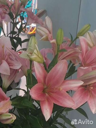 Ночной продавец