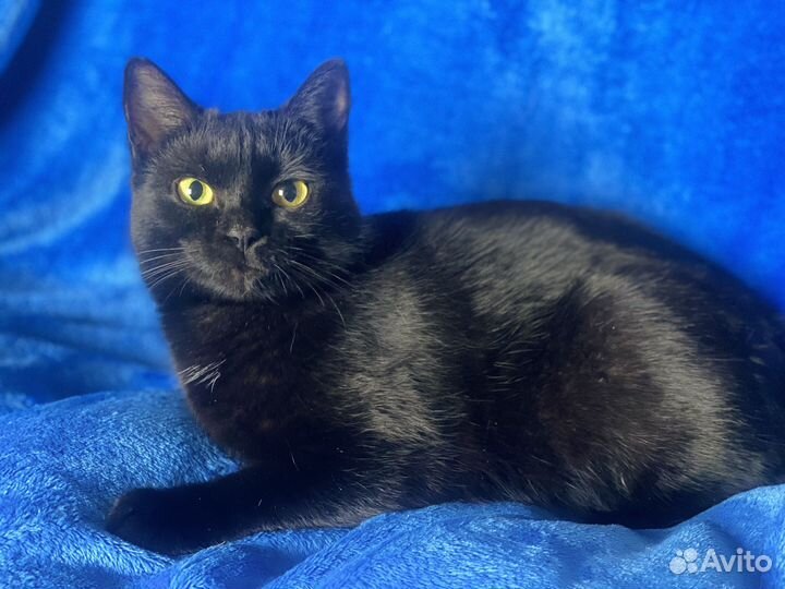 Особенная кошка в дар