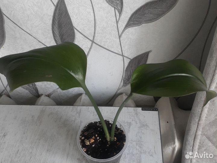 Эухарис амазонская лилия,эсхинантус 100