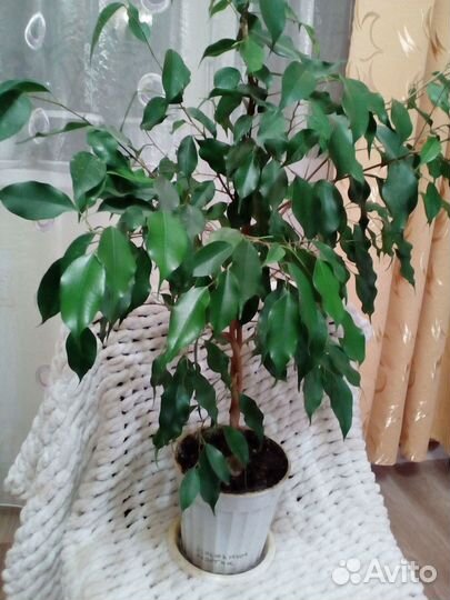 Фикус Бенжамина экзотик
