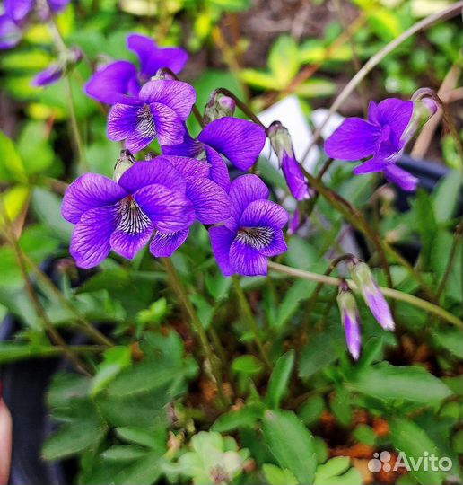 Фиалка садовая, виола, саженцы