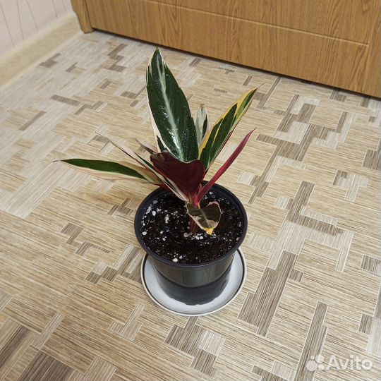 Строманта триколор