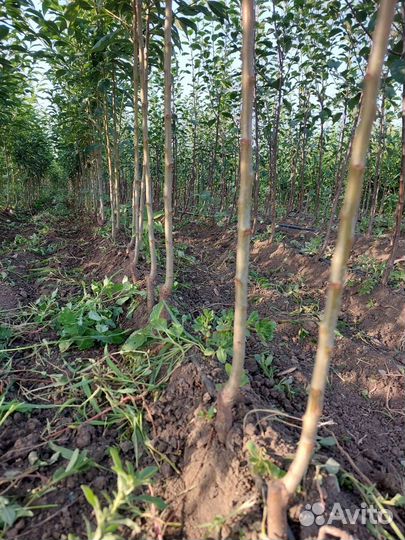 Слива То Че Сан