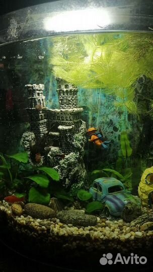 Аквариум
