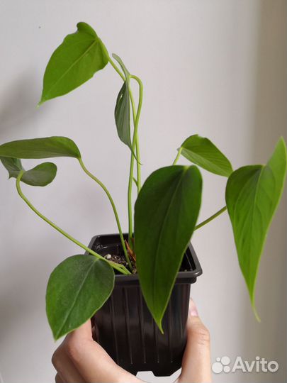 Комнатные цветы антуриум
