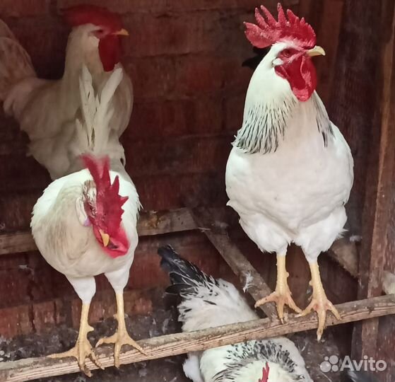 Петухи породы Леггорн и Адлерская серебристая