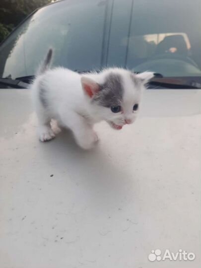Отдам котят