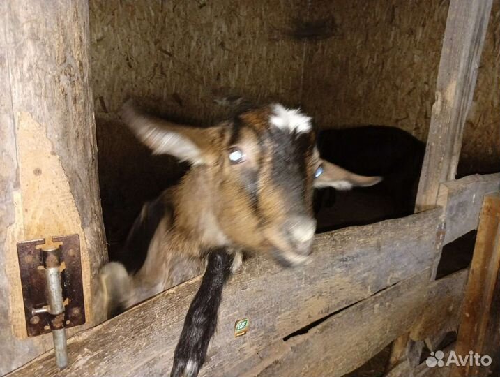 Козочка годовалая