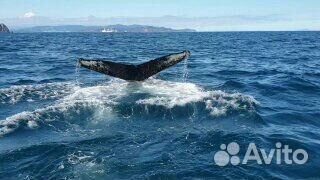 Морские экскурсии/рыбалка,прогулки, туризм