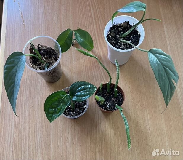 Комнатные растения