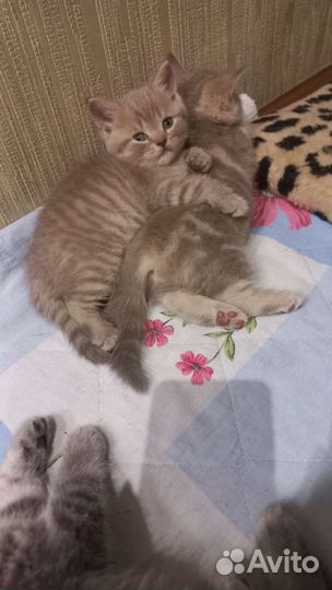 Шотландские котята
