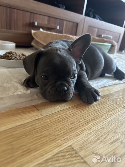 Франзуский бульдог щенок голубой