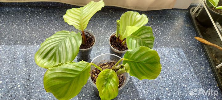 Комнатные декоративно-лиственные растения