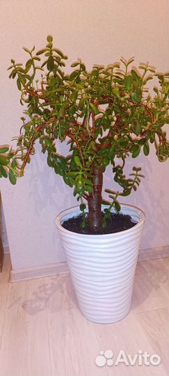 Денежное дерево толстянка