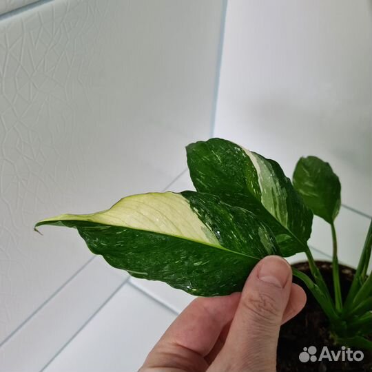 Спатифиллум Diamond(Даймонд)