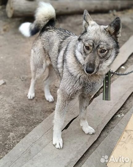 Супер собака