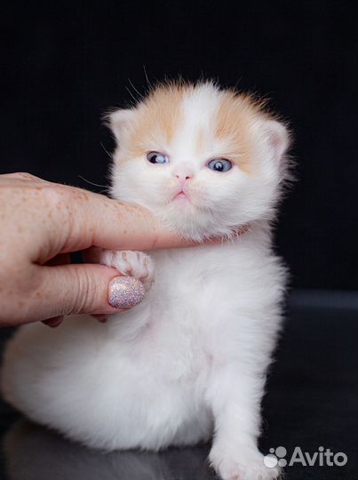 Британский мальчик