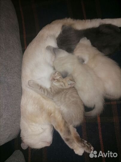 Шотландские котята