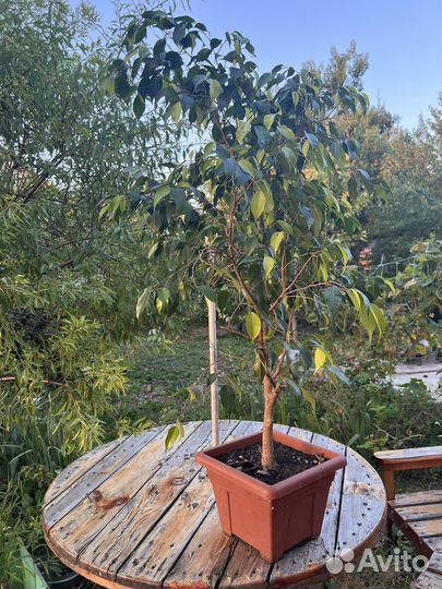 Фикус бенджамина большой